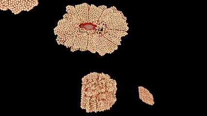 Female reproductive system ovum stages 3d illustration