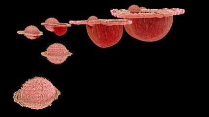 female reproductive cell