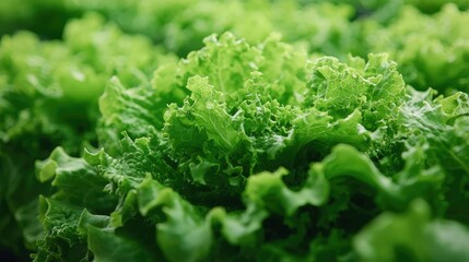 Indoor gardening idea. Fresh green lettuce leaves with vibrant texture and healthy appearance.