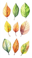Autumn Leaves Watercolor Illustration - Colorful Fall Foliage