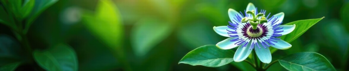 Blue passion flower blooming in a lush green environment with leaves, blooming flower, flower in nature, tropical plant