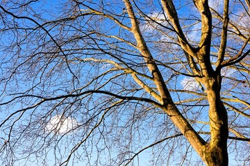 Arbre sans feuille en hiver par temps bleu ensoleillé	