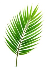 Obraz premium Delicate palm tree leaf isolated on white background, branch leaf, nature isolate, tropical