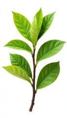 Fototapeta premium Fresh Ziziphus mauritiana branch with isolated leaf on white background, plant leaves, tropical plant