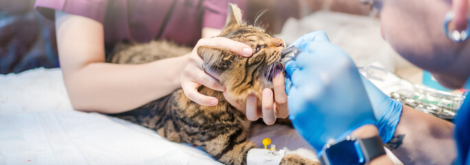 Veterinarian administering anesthesia to cat before surgery. Pet healthcare professional in veterinary clinic ensuring safety and comfort for animal during medical procedure.