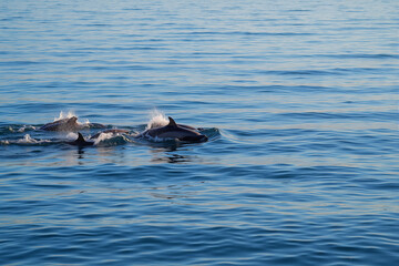 Naklejka premium Dolphins leaping in golden morning sunlight