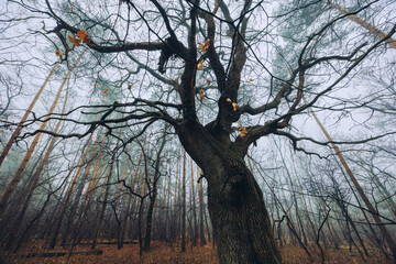 Trees in Autumn Colors, Woodland Scene