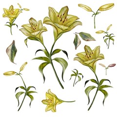 Fototapeta premium Watercolor set of isolated lilies with delicate petals on a white background