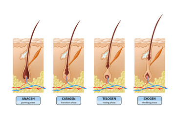 Stages of hair growth