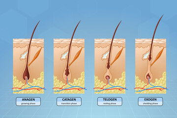 Stages of hair growth