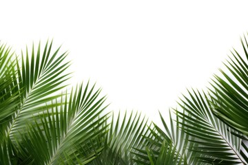 Fototapeta premium Palm plants backgrounds vegetation outdoors.