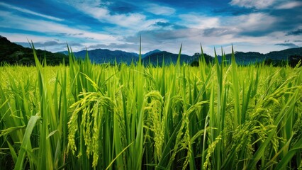 Obraz premium Vibrant green rice field under a clear blue sky with wispy clouds and distant mountains creating a serene rural landscape scene