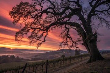 Fototapeta premium Long Exposure Winery Night: Majestic Oak & Vineyard Glow