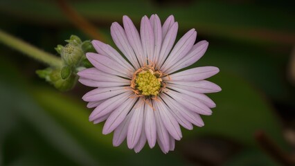 Fototapeta premium Delicate pink flower with thin petals and yellow center positioned centrally against green foliage, highlighting natural beauty and organic texture.