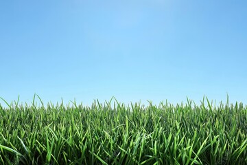Spring background grass outdoors nature.