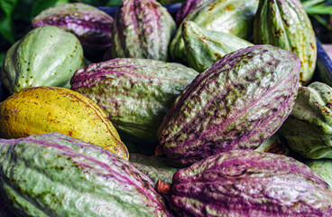 Unripe green cacao pod or raw cocoa fruit background