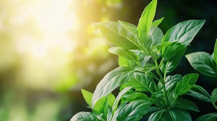 Fototapeta premium Gardening landscaping idea. Close-up of vibrant green basil leaves illuminated by soft sunlight.