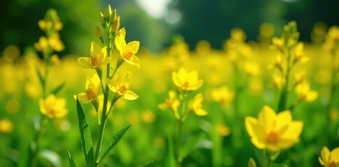 Bright yellow flowers blooming in a field of lance-shaped leaves, flowers in field, bright yellow flowers, yellow flowers
