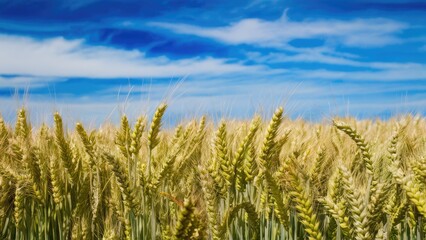 Obraz premium Golden wheat field under a bright blue sky with soft clouds, wheat stalks towering in the foreground creating a sense of depth and natural beauty.