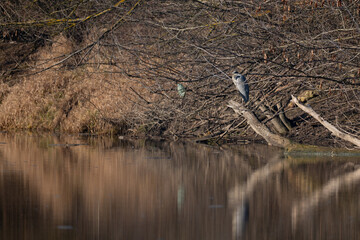 A heron perched on a branch by the Vistula River and in Poland