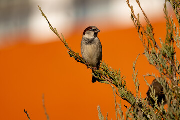 sparrow on a branch