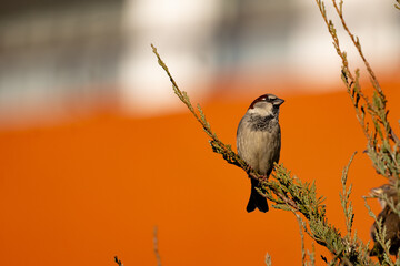 sparrow on a branch