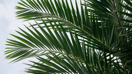 Fototapeta premium Lush green palm tree leaves arranged diagonally on the upper left side against a soft white background creating a tropical atmosphere