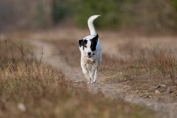 A dog with a floppy ear runs along a dirt road