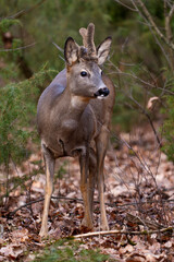 roebuck, deer in the forest