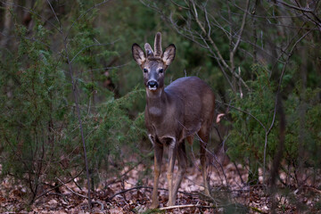 roebuck, deer in the forest