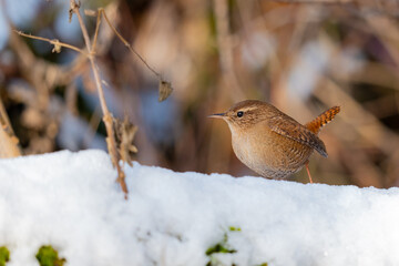 Small bird in the snow, wren