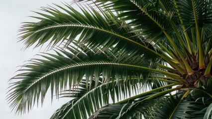 Isolated lush green palm tree leaves arching gracefully against a soft white background, highlighting intricate leaf textures and details.
