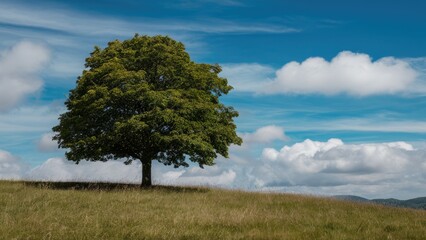 Obraz premium Lone green tree atop a grassy hill with a vibrant blue sky featuring white clouds creating a serene natural landscape.