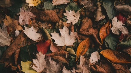 Autumn foliage blanket on ground featuring various colors of brown, orange, red, and green leaves scattered across the earthy background.