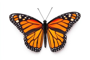 Fototapeta premium A stunning Monarch butterfly with vibrant orange and black wings displayed against a white background