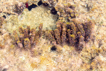 Close-up of seaweed growing in the sea. Natural background