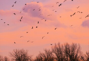 Flock of migratory birds fly above the colorful sky in beautiful sunset