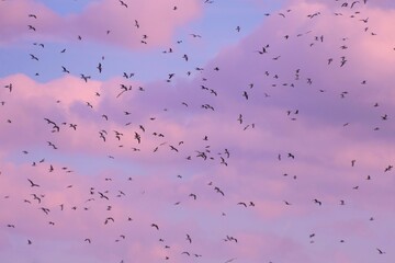 Flock of migratory birds fly above the colorful sky in beautiful sunset