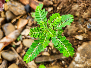 Acacia concinna leaves are a medicinal plant that grows in tropical rainforests in South Asia and the fruit of this plant is used to wash hair.