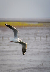 the seagull flying in the nature with dramatic tone