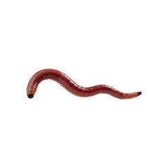 Worm isolated on transparent background. Worm png