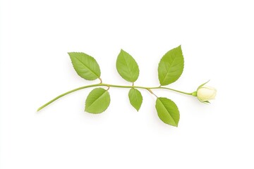 Elegant white rose with green leaves laid on a clean surface, symbolizing purity and freshness