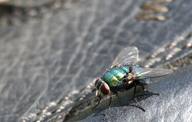 fly basking in the sun