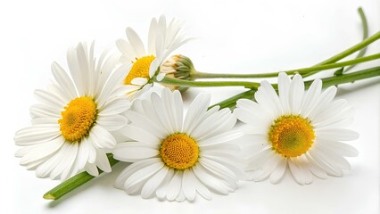 Chamomile or daisy flowers isolated on white background