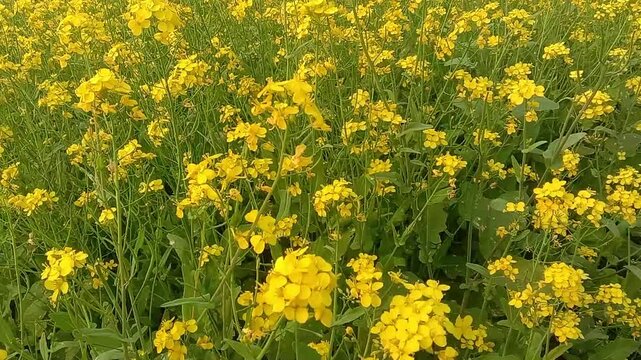 Yellow fields full of mustard flowers, from which bees collect honey, and mustard oil is made.