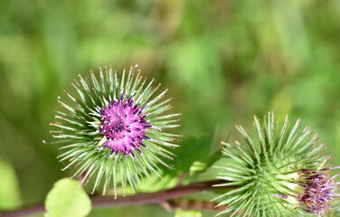 the prickly balls are purple burdock flowers