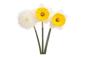 Obraz premium Three vibrant flowers, including daffodils and a dandelion, arranged artistically against a white backdrop