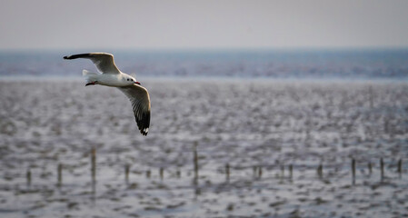 the seagull flying in the nature with dramatic tone