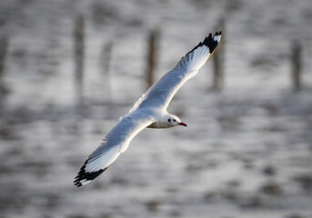 the seagull flying in the nature with dramatic tone
