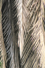 Palm leaf background. Foliage pattern. Dried leaves. Beige neutral natural color.